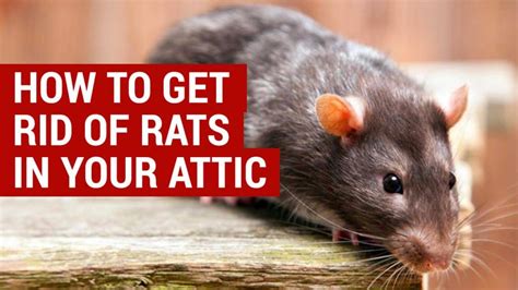 best way to get rid of rats in attic uk